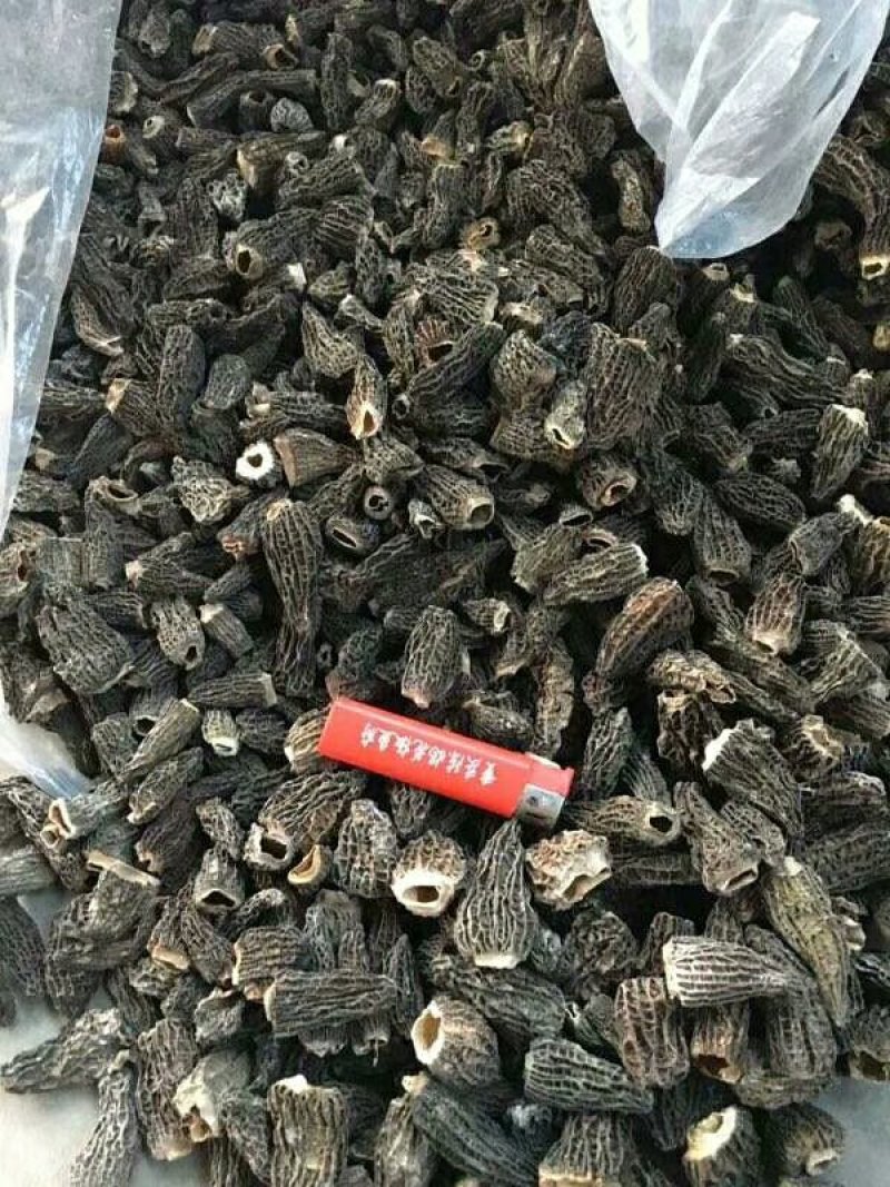 羊肚菌A级货肉厚