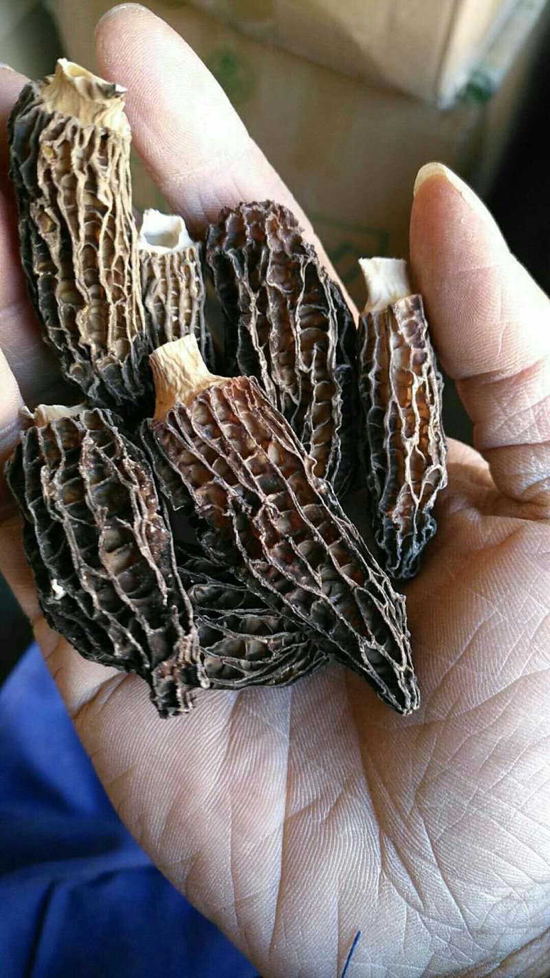 羊肚菌A级货肉厚