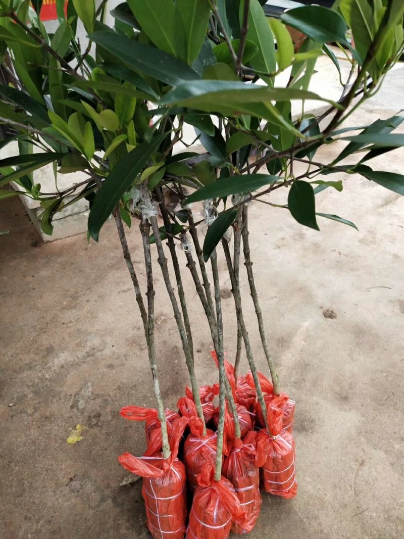 山竹苗