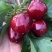 樱桃