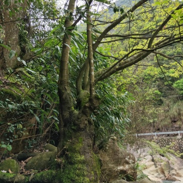枫香树
