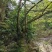 枫香树
