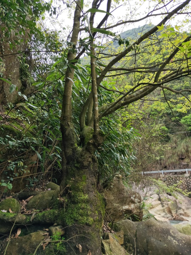 枫香树