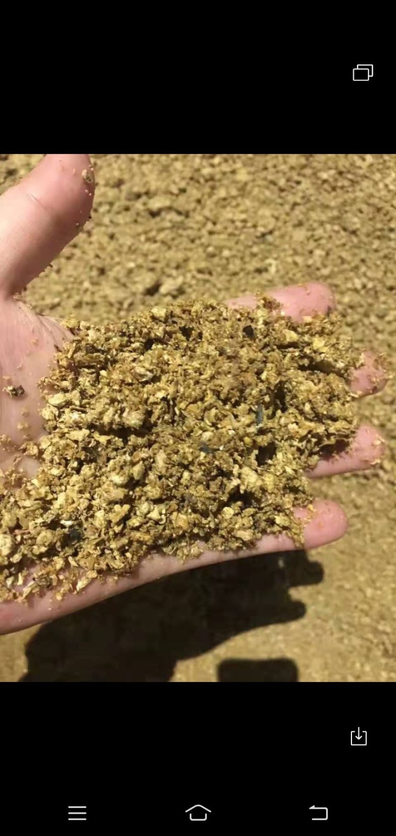 有机肥原料儿。蘑菇渣，金针菇渣，平菇渣