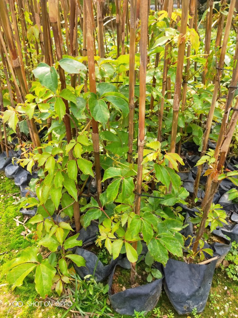 爬山虎爬墙虎高20厘米到1米福建漳州爬墙虎种植基地