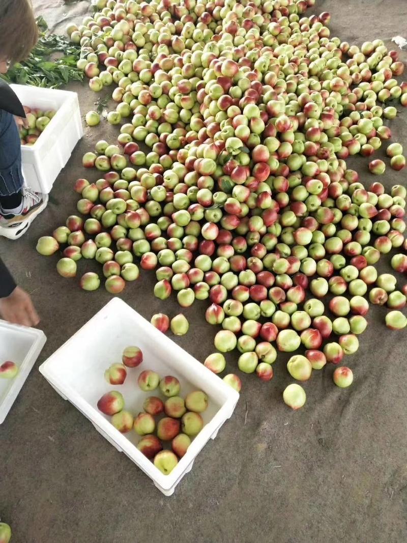山东莒县万亩大棚油桃陆地油桃品种齐全，126，鲁油2等