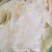 片鱼肚