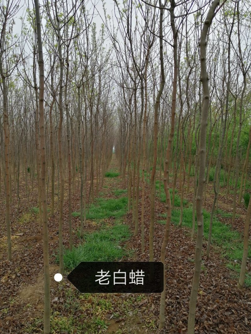 老白蜡