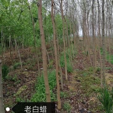 老白蜡