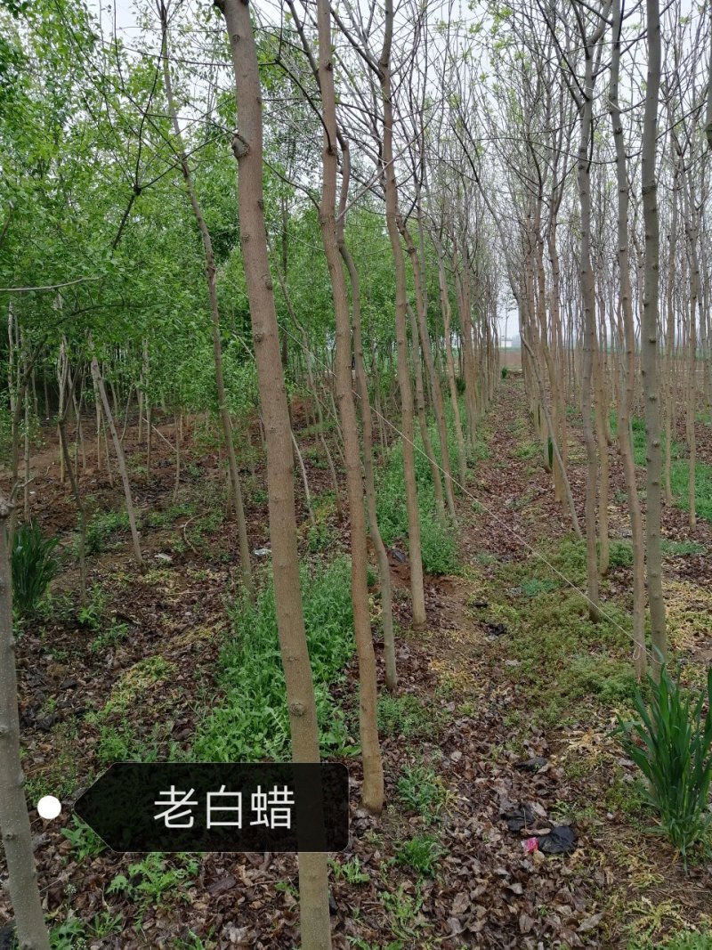 老白蜡