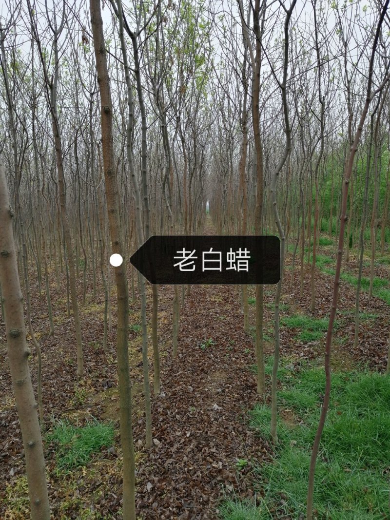 老白蜡