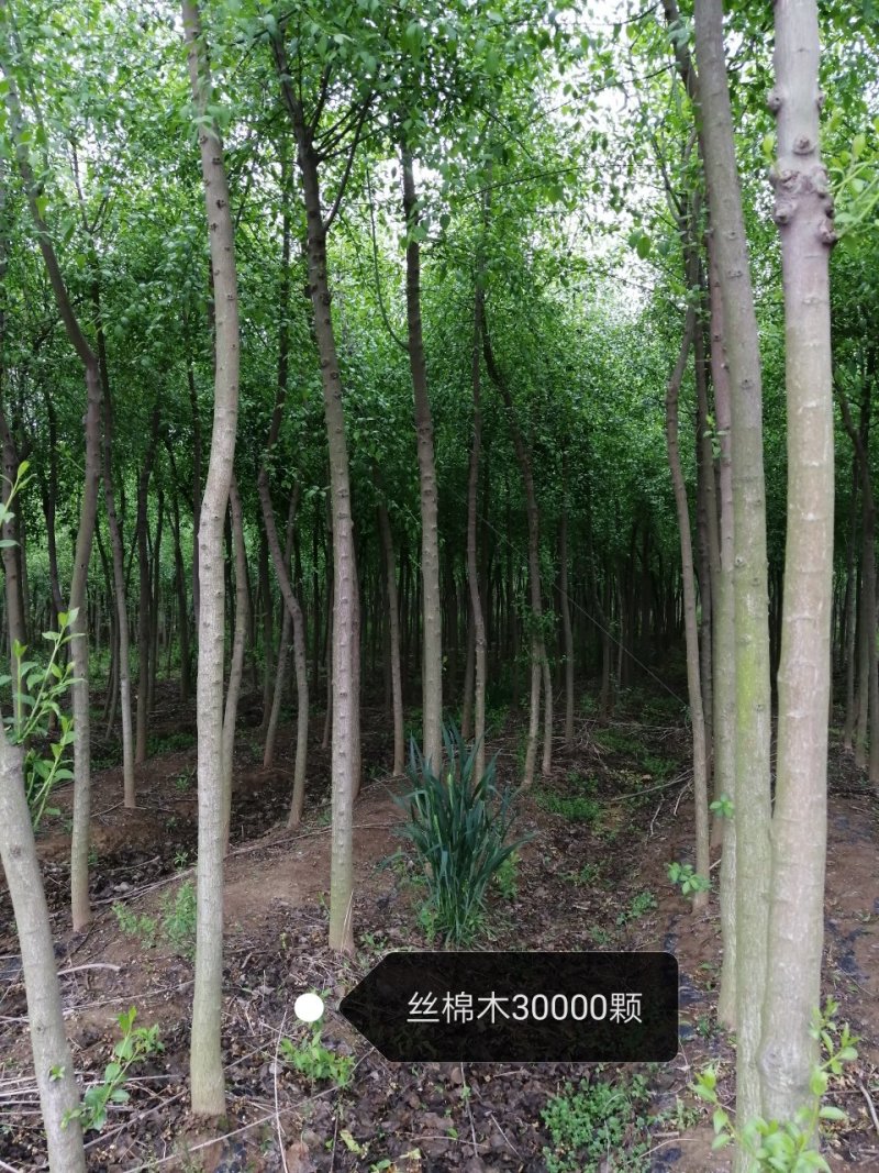 丝棉木