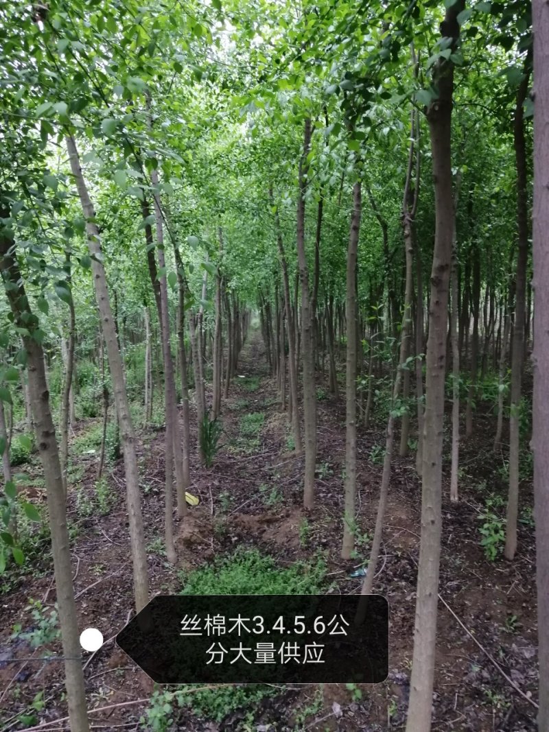 丝棉木
