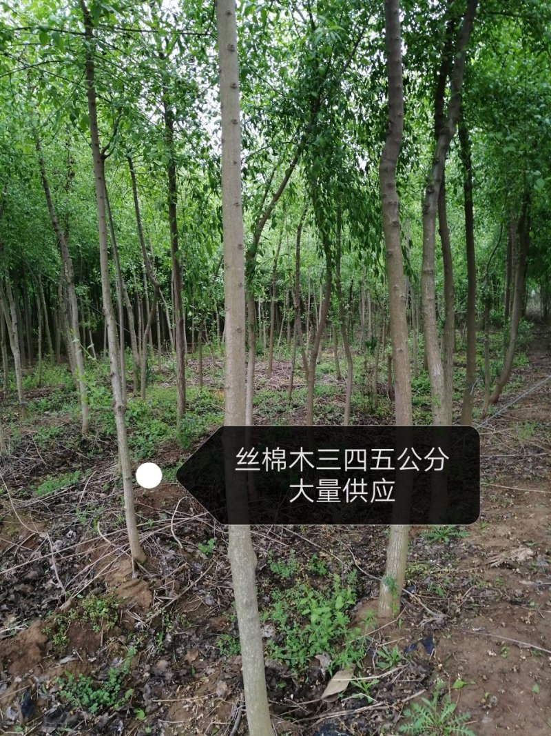 丝棉木