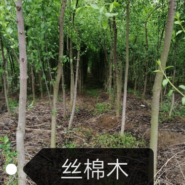 丝棉木