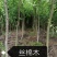 丝棉木
