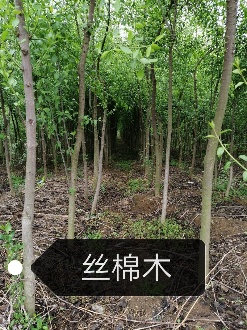 丝棉木