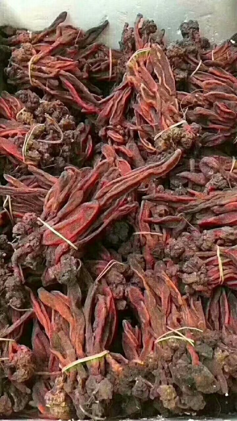 回春草大条顶天柱不老草云南草苁蓉包邮泡酒料泡水