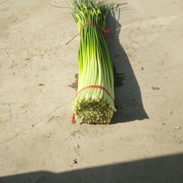 丰县白帽蒜苔大量上市了