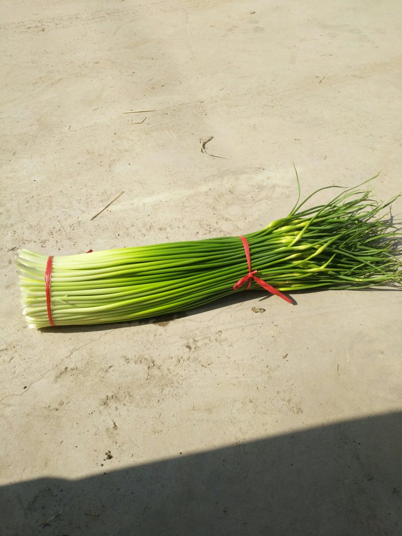丰县白帽蒜苔大量上市了