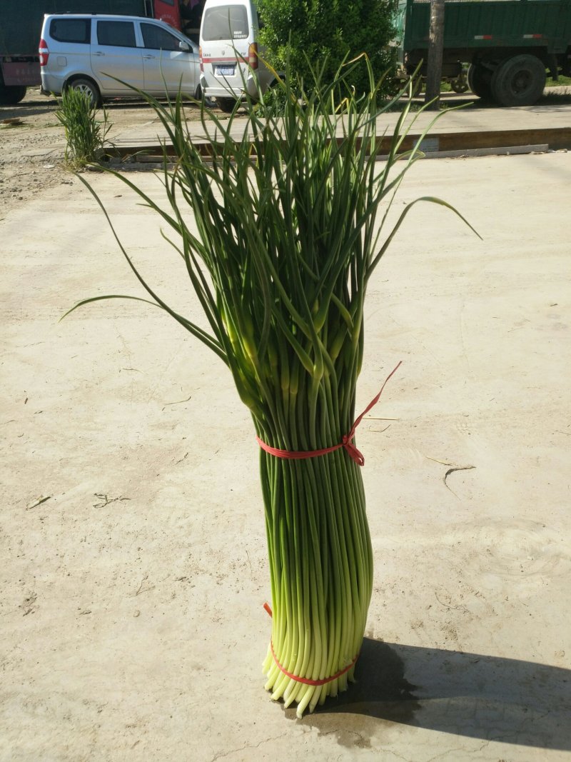 丰县白帽蒜苔大量上市了