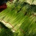 丰县白帽蒜苔大量上市了