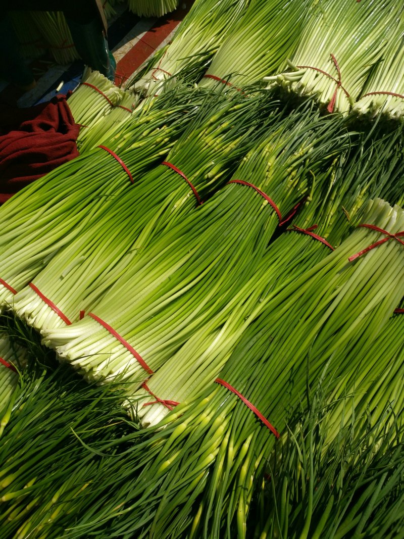 丰县白帽蒜苔大量上市了