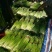 丰县白帽蒜苔大量上市了