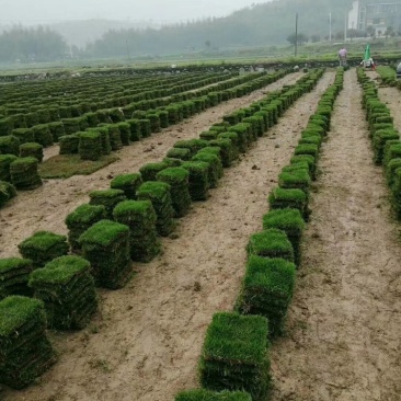 马尼拉草快
