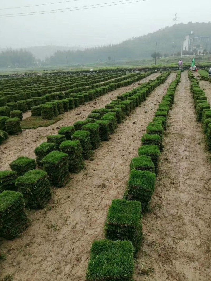 马尼拉草快