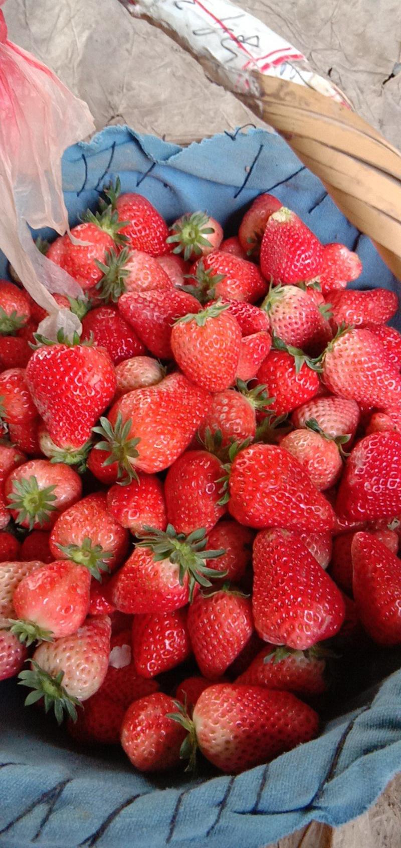 优质甜查理草莓，果园大量供应，新鲜采摘供应电商社区团购