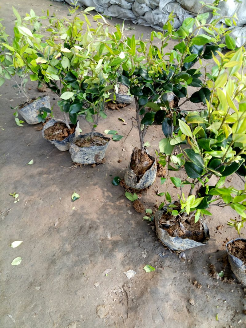 大杯金森女贞苗金森女贞沭阳本地苗