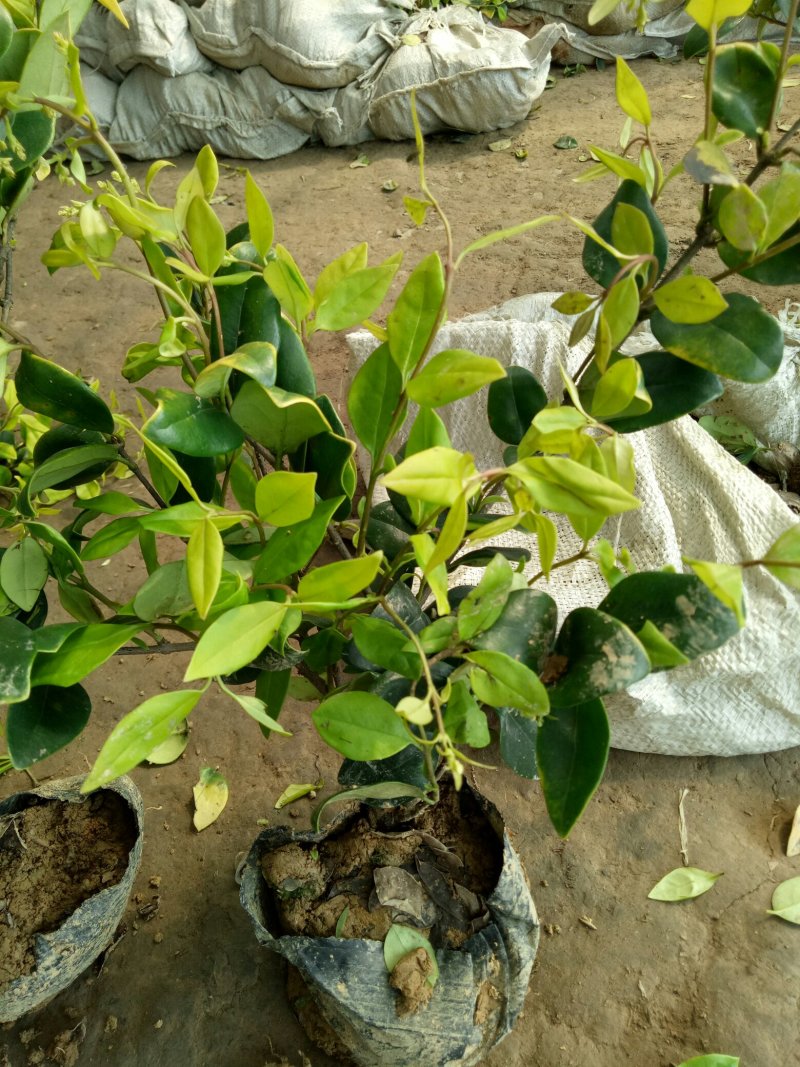 大杯金森女贞苗金森女贞沭阳本地苗