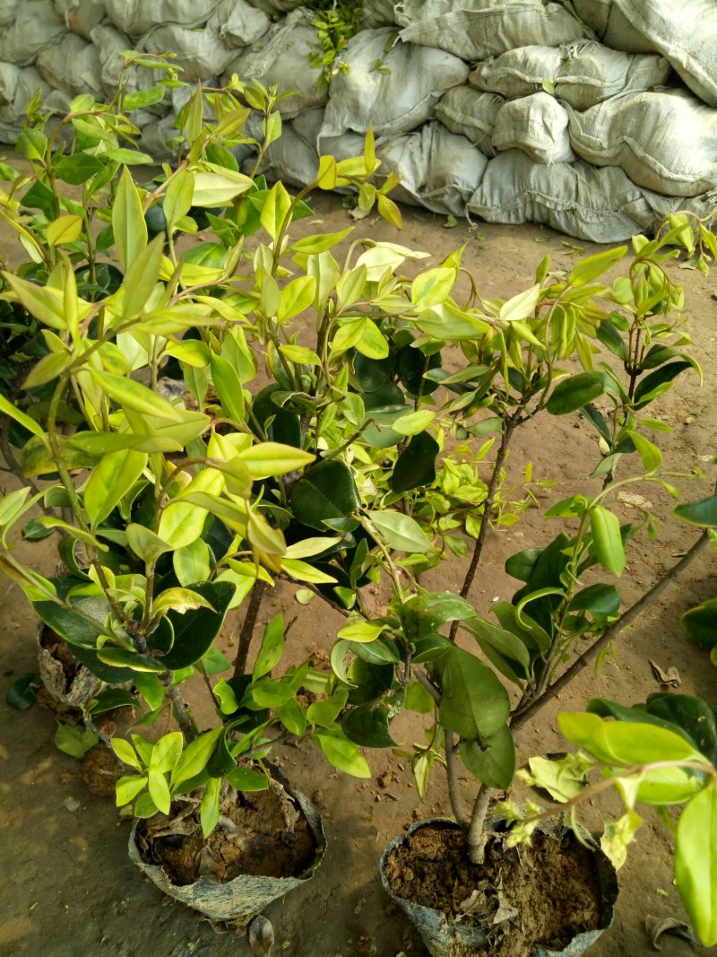 大杯金森女贞苗金森女贞沭阳本地苗