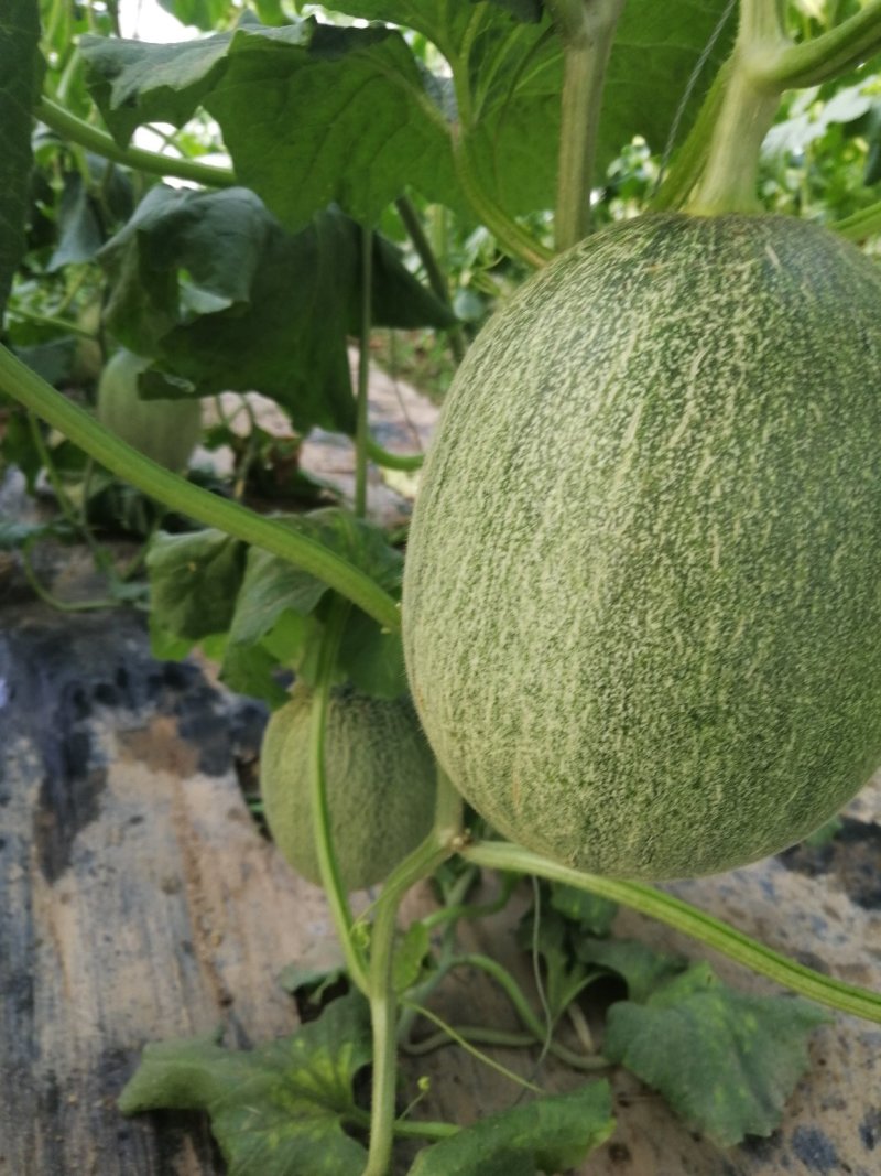 西州蜜瓜