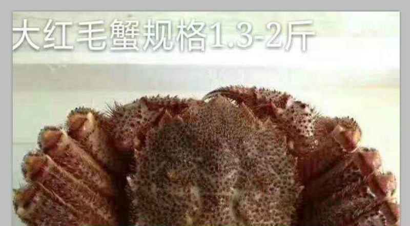 朝鲜红毛蟹，板蟹，籽蟹