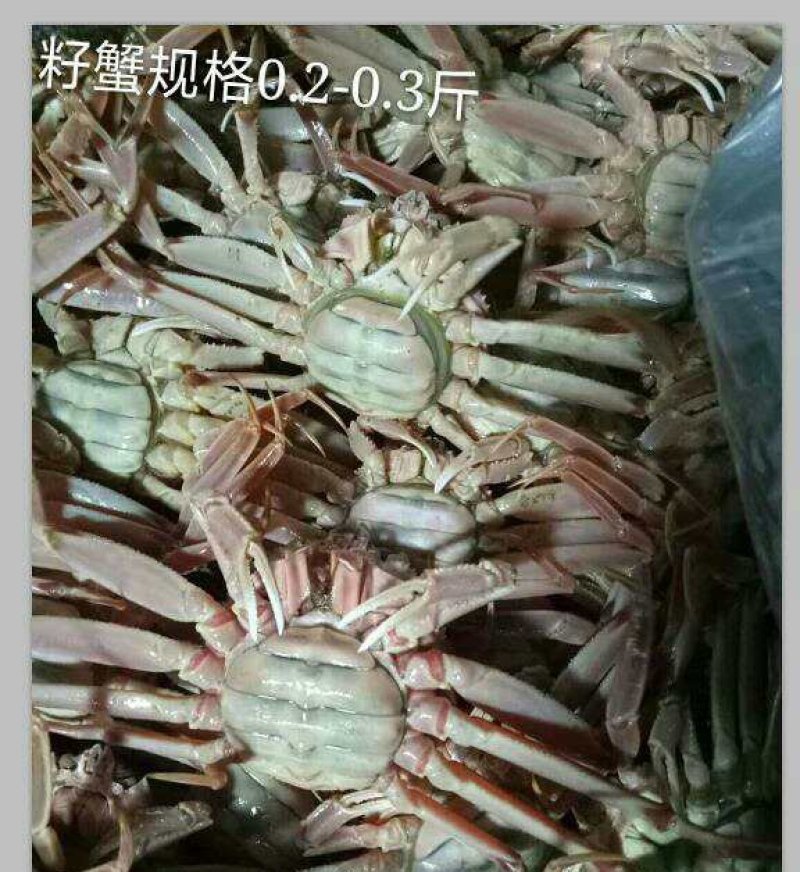 朝鲜红毛蟹，板蟹，籽蟹