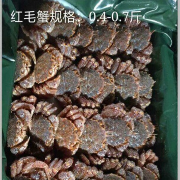 朝鲜红毛蟹，板蟹，籽蟹
