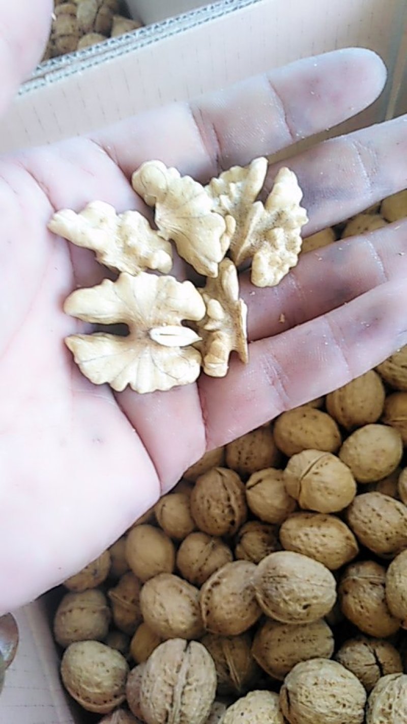 云南大理鸡山纸皮核桃