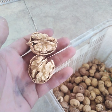 云南大理鸡山纸皮核桃