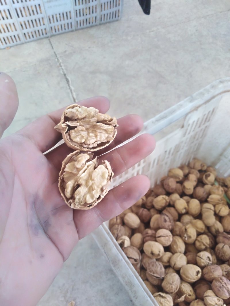 云南大理鸡山纸皮核桃