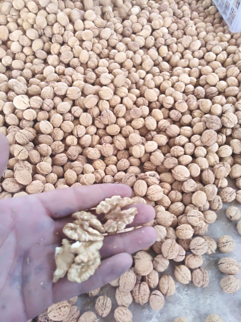 云南大理鸡山纸皮核桃