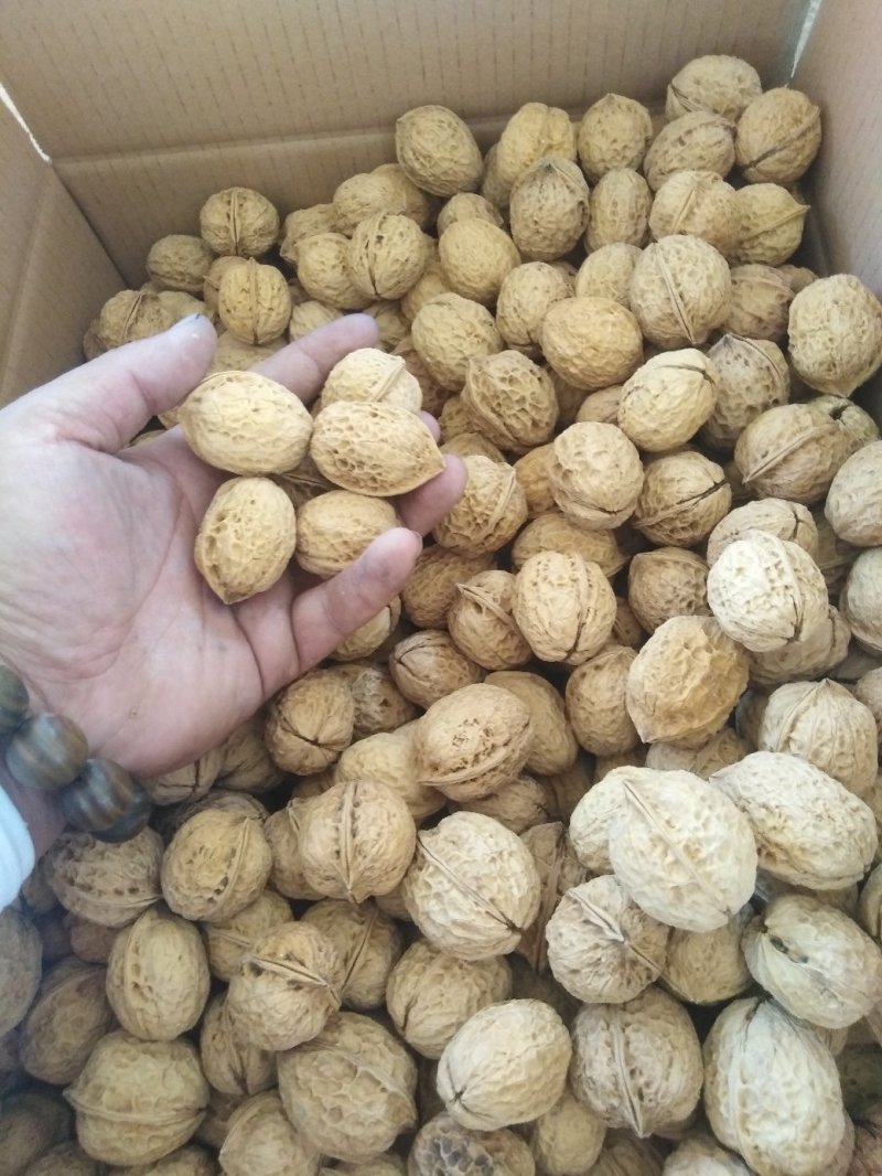 云南大理鸡山纸皮核桃