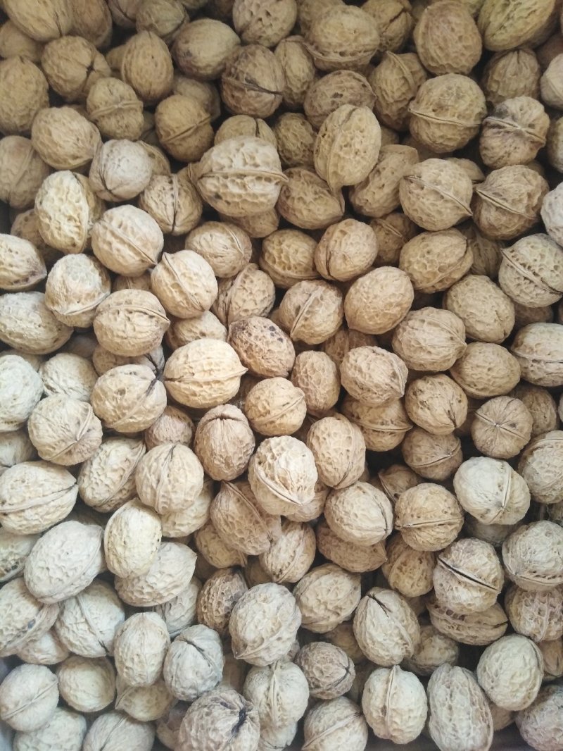 云南大理鸡山纸皮核桃