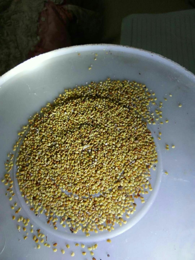 金钱草