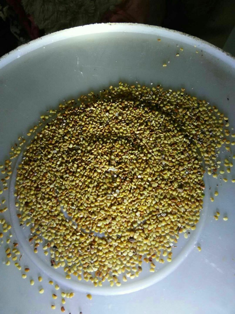 金钱草
