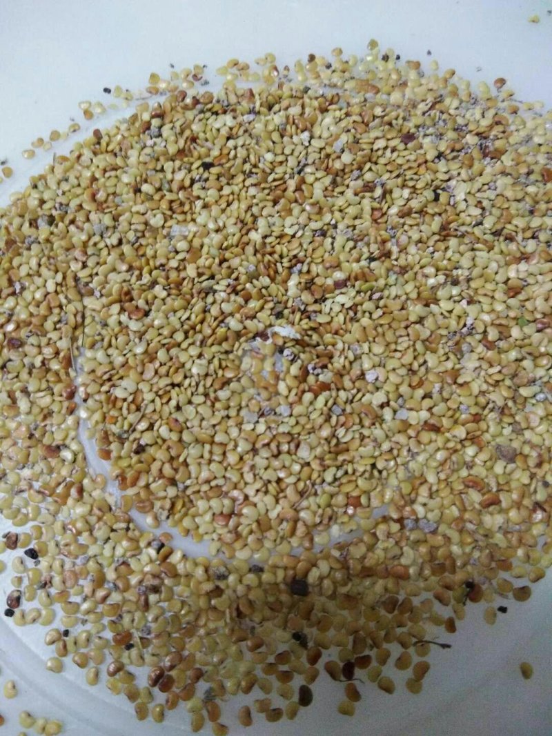 金钱草