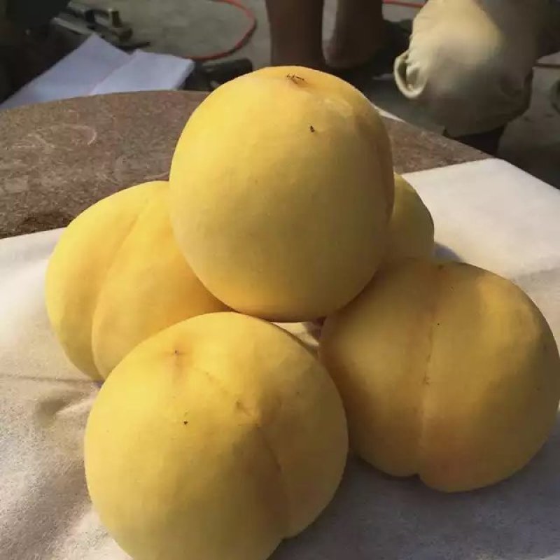 新世纪黄桃王