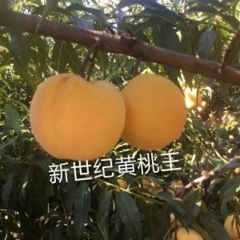 新世纪黄桃王