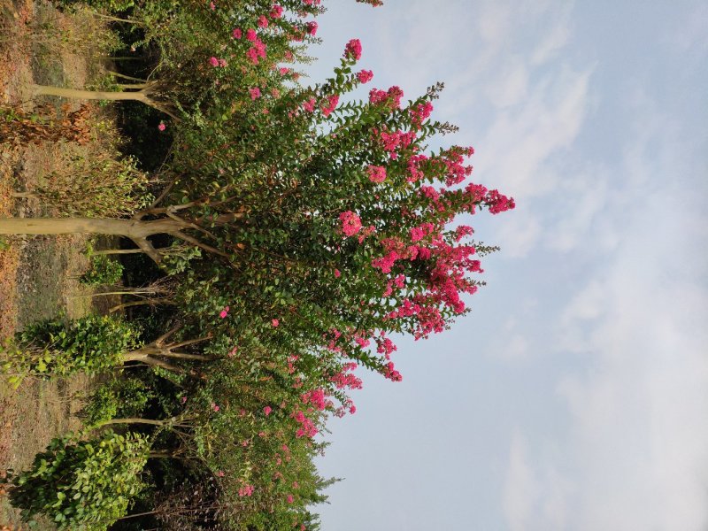 红花紫薇